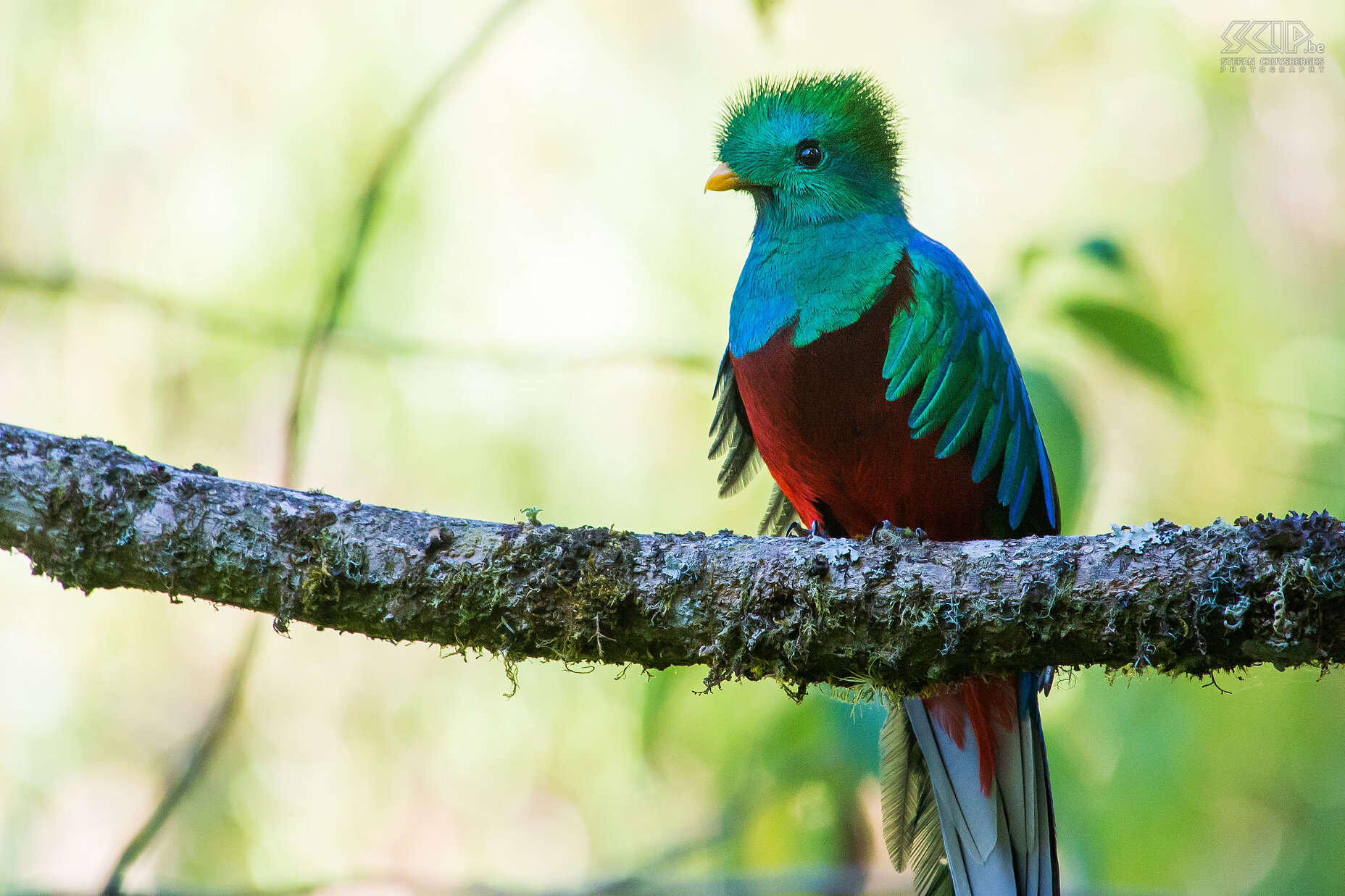 San Gerardo de Dota - Closeup quetzal Closeup of a male quetzal (pharomachrus mocinno). The quetzal has a green/blue-violet body and red breast and a very long tail with one or two feathers. The male has a helmet-like crest.  Stefan Cruysberghs